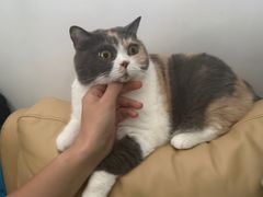 -瑞鹏宠物医院·骨科·猫科·内科(第一中心)