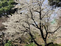 -东京国立博物馆
