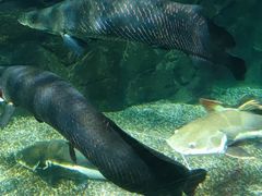 -太平洋海底世界