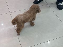 -全心全意连锁动物医院·微创中心·内科急重症·心脏专科(丰管路店)