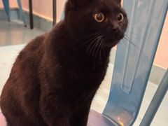 -ZING鲸鱼啤酒(葡萄院店)