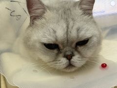 -伟伟宠物医院·瑞派猫友好医院·猫科(光谷店)