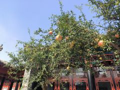 -保定直隶总督署博物馆