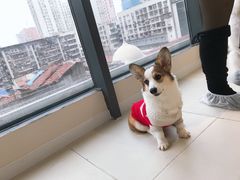 -怪兽屋·羊驼·猫咖·狗咖(俊华广场店)