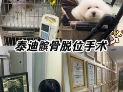 -申普宠物医院·心脏介入·心血管微创(总院)