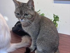 -楼上猫咖(罗湖店)