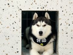 -Husky Go!哈士奇体验馆·宠物咖啡厅狗咖