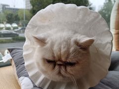 -CAT’S MEWSTAR CAFE·喵星球猫屋(晴湾咖啡店)