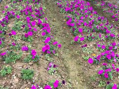 -广东花都香草世界旅游度假区