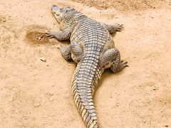 -西霞口神雕山野生动物世界