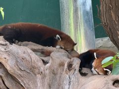 -大连森林动物园