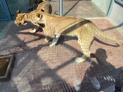 -西霞口神雕山野生动物世界