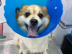 -伟伟宠物医院·CT影像中心·瑞派犬猫综合性门诊(汉口总院)