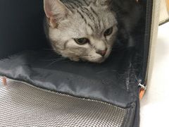 -菲丽丝宠物医院·24小时·猫科中心·免疫点(淮海分院)