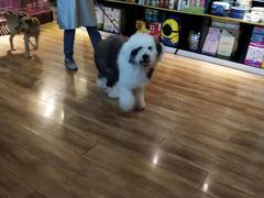 -西元前宠物酒店(郑庄府邸店)