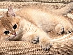 -中农大我爱我爱动物医院·核磁CT·猫病·24小时夜诊中心(石佛营店)