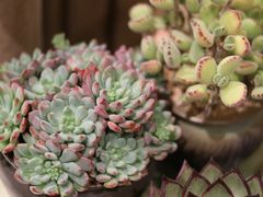 -萤火虫咖啡(后海店)