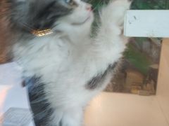 -李小姐の猫咖啡馆(五角场店)