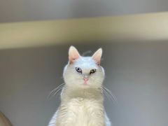 -猫域·湾主题猫咖·宠物吧(南坪城市广场店)