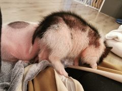 -浣熊柯尔鸭土拨鼠·电玩咖