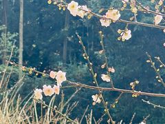 -桃花涧