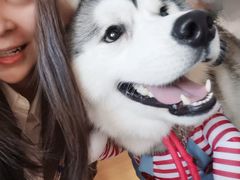 -Husky Go! 哈士奇体验馆·宠物咖啡厅狗咖