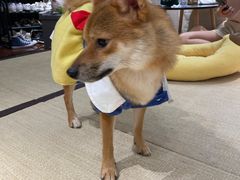 -逗柴咖啡屋·狗咖猫咖宠物桌游
