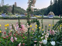 -深圳仙湖植物园