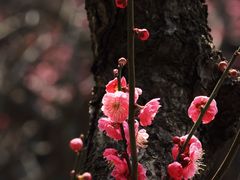 -无锡梅园公园