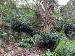 -银湖山郊野公园-相思林