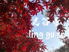 -灵谷景区