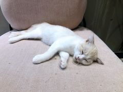 -藏猫猫咖啡主题馆(中央大道店)