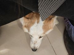 -平行世界·猫咖(首经贸店)