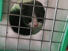 -糯米喵星人总部直营旗舰店·猫舍·幼猫出售