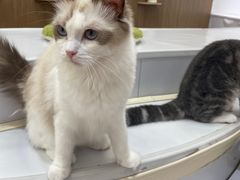 -COLOR PETS 撸猫馆·购猫·猫咖(长风大悦城店)