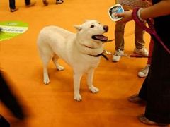 全白哈士奇２-东浩兰生上海世博展览馆