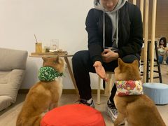 -柴迷FANS CLUB·柴犬狗咖·猫咖