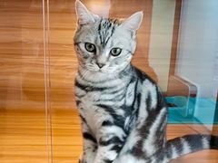 -猫十亿·布偶金渐层·曼基康矮脚猫舍(青年路店)