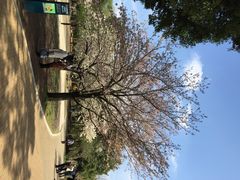 iphone_upload_pic-井之头恩赐公园