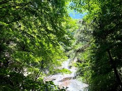 -王顺山国家森林公园