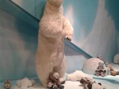 -济州岛泰迪熊博物馆