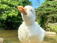 -阿妮叶李(光谷世界城店)