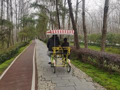 -合肥滨湖国家森林公园