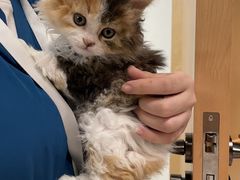 -帕帕拉兹宠物(亚洲旗舰店)