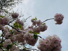 -顾村公园