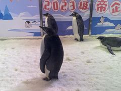 -帝企鹅自助餐厅•儿童岛•真企鹅(长隆企鹅酒店)