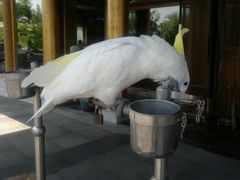 鹦鹉-那家小馆•北京菜•烤鸭(香山店)