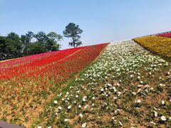 -大塘金香草谷