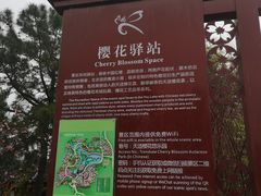 -天适樱花悠乐园