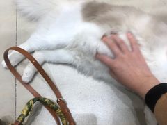 -老吴的猫·猫舍(新区店)